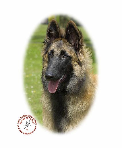 Belgian Shepherd Dog 9T085D-053 oval.jpg